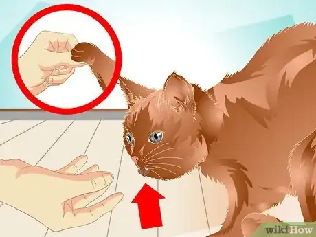 Image titled Teach a Cat to "High Five" Step 10
